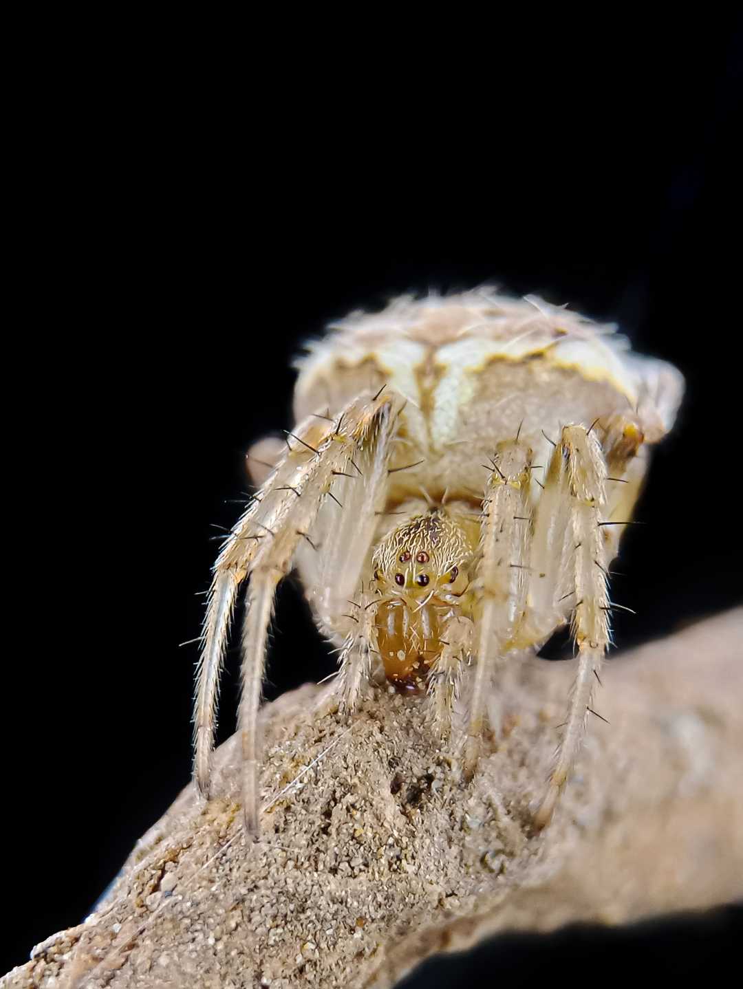 Spider