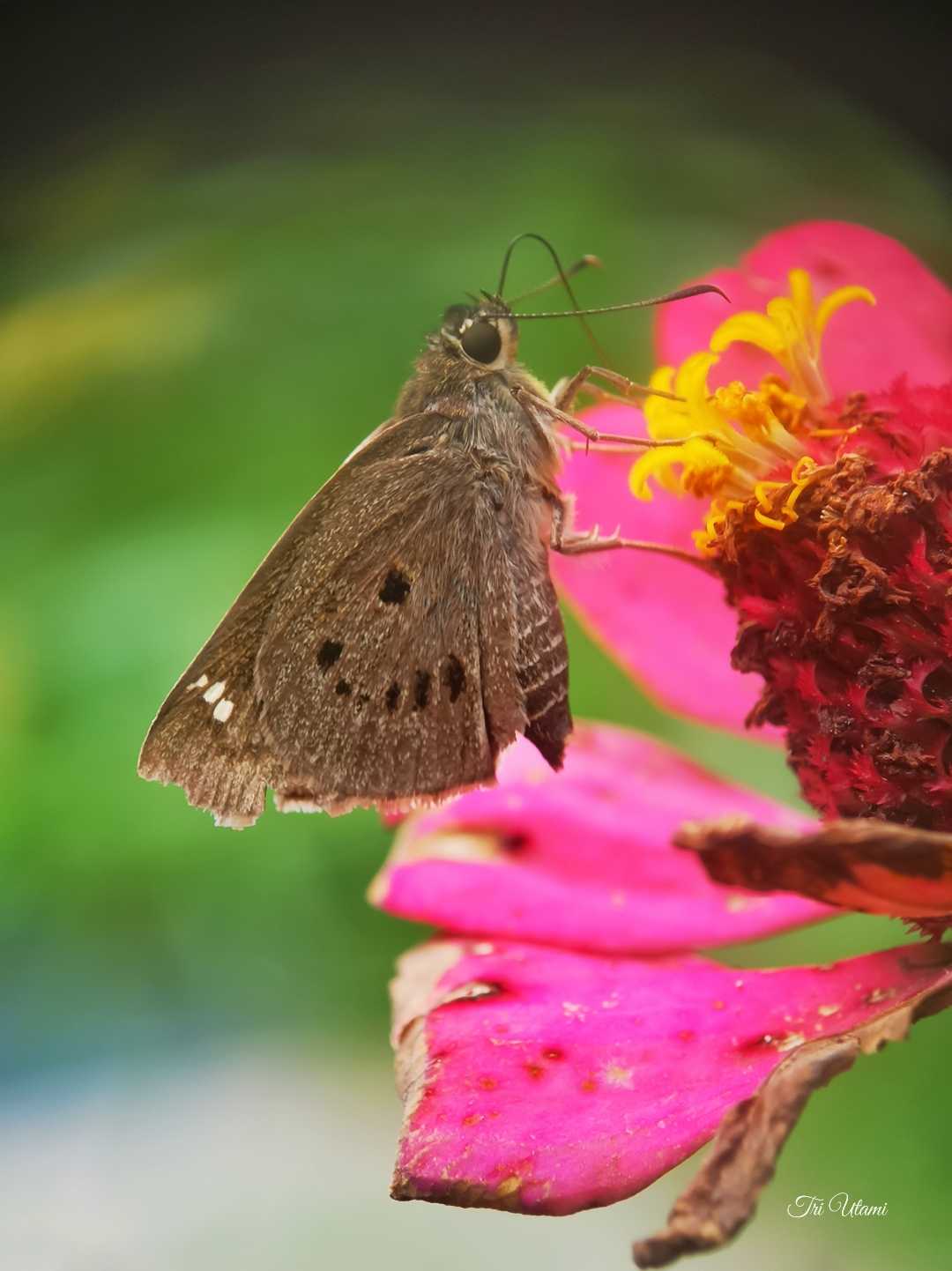 Skippers