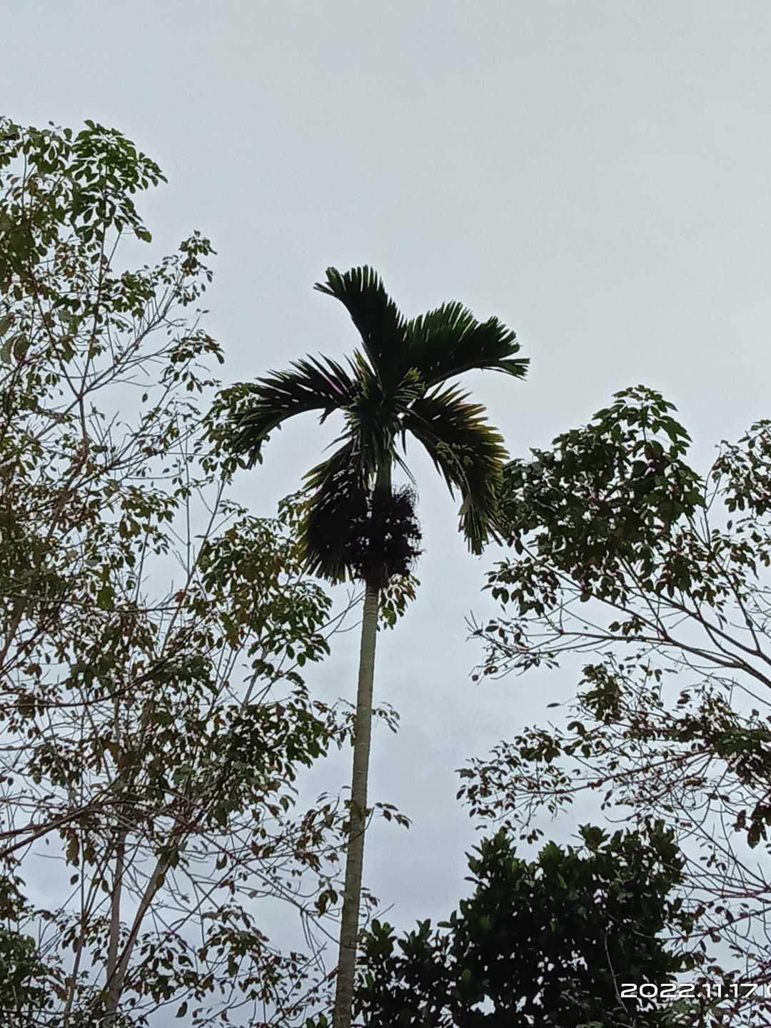 Pohon Pinang 