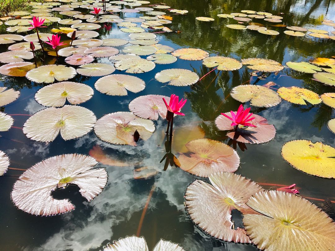 Nenúfares 🌺 