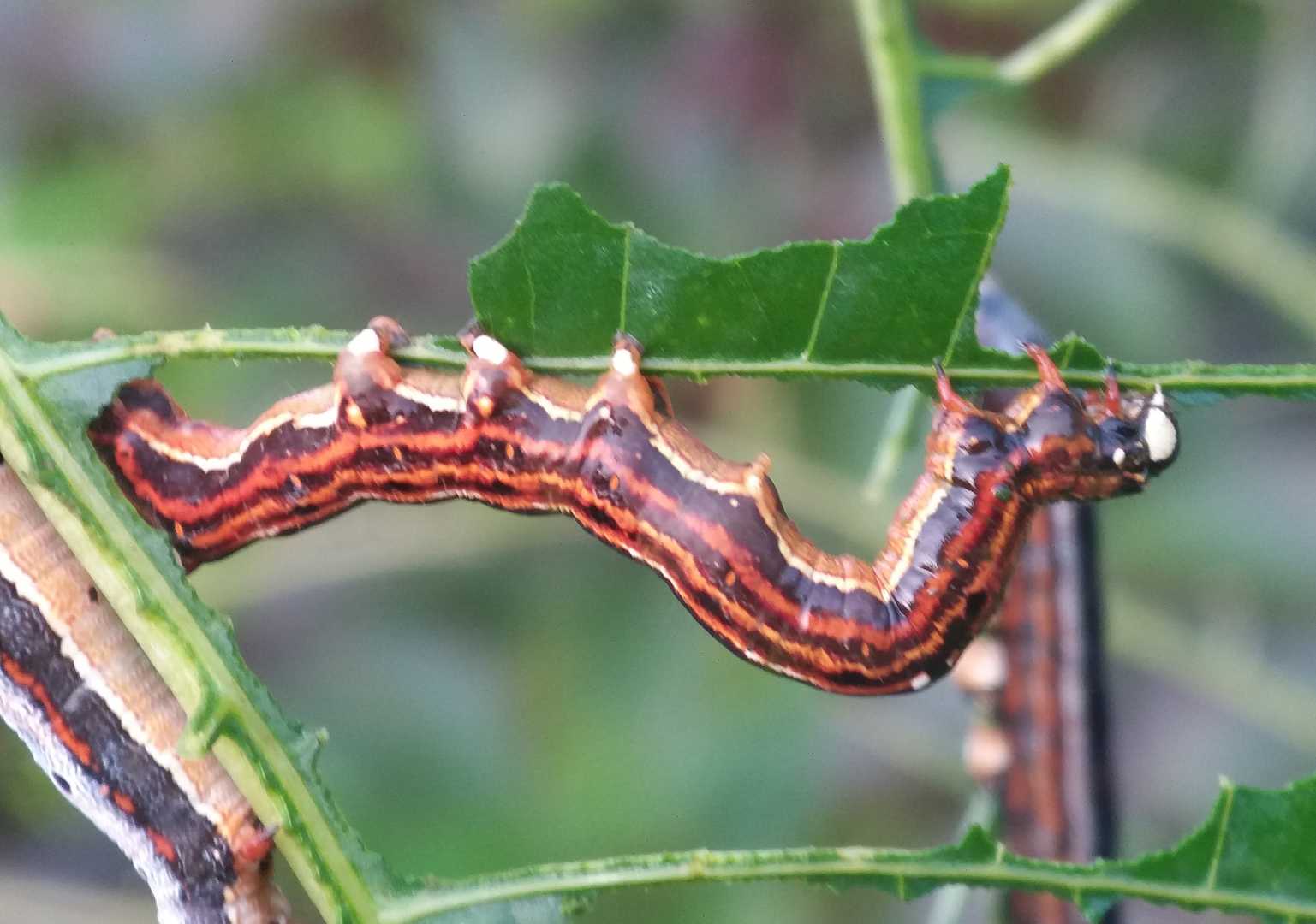 Achaea Janata