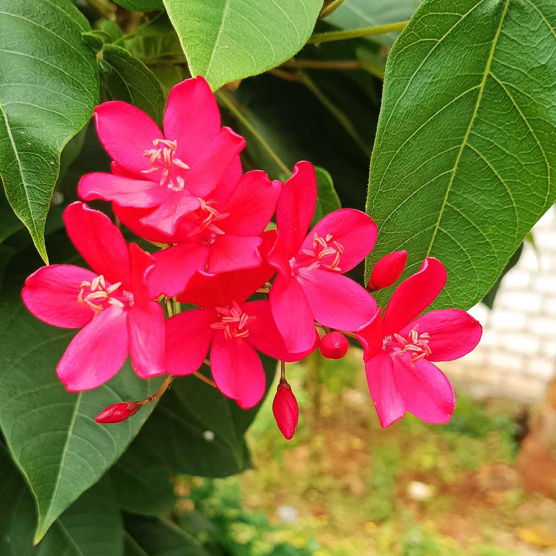 Perengrina