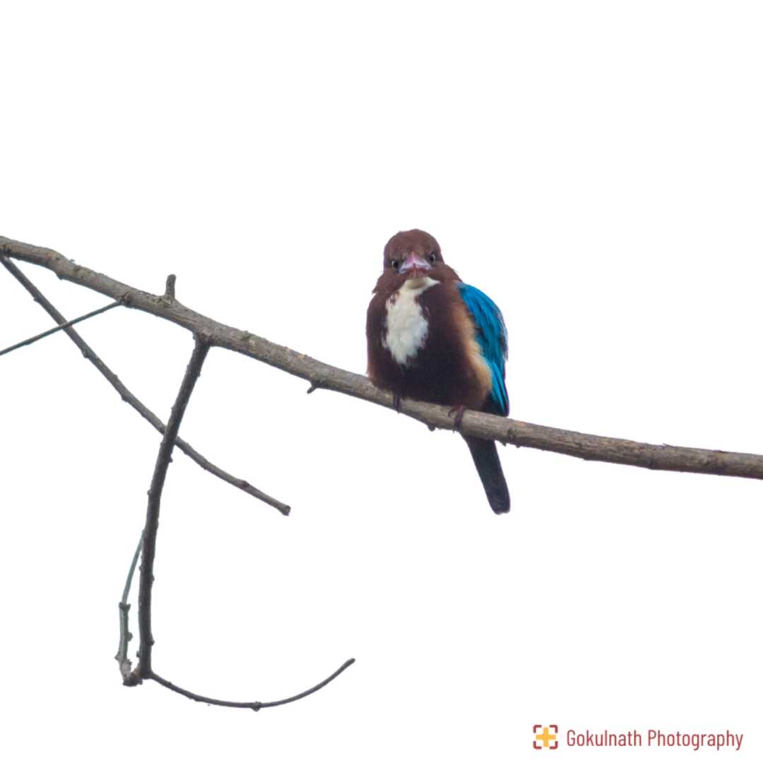 The Bird Series