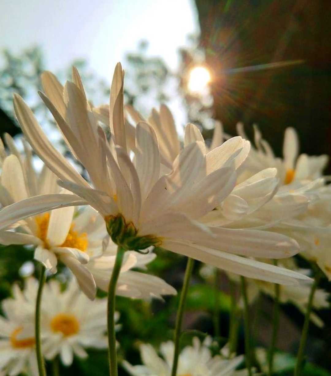 Flower 🌸 😍