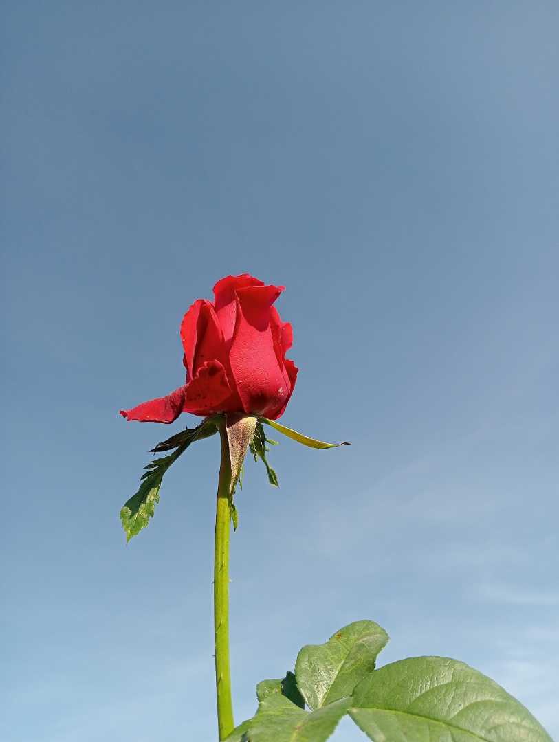 red roses