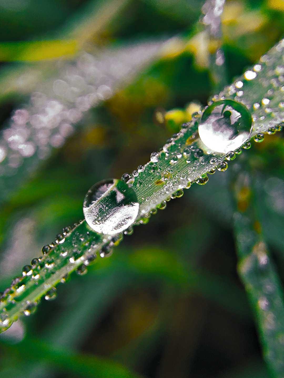 Fresh Morning