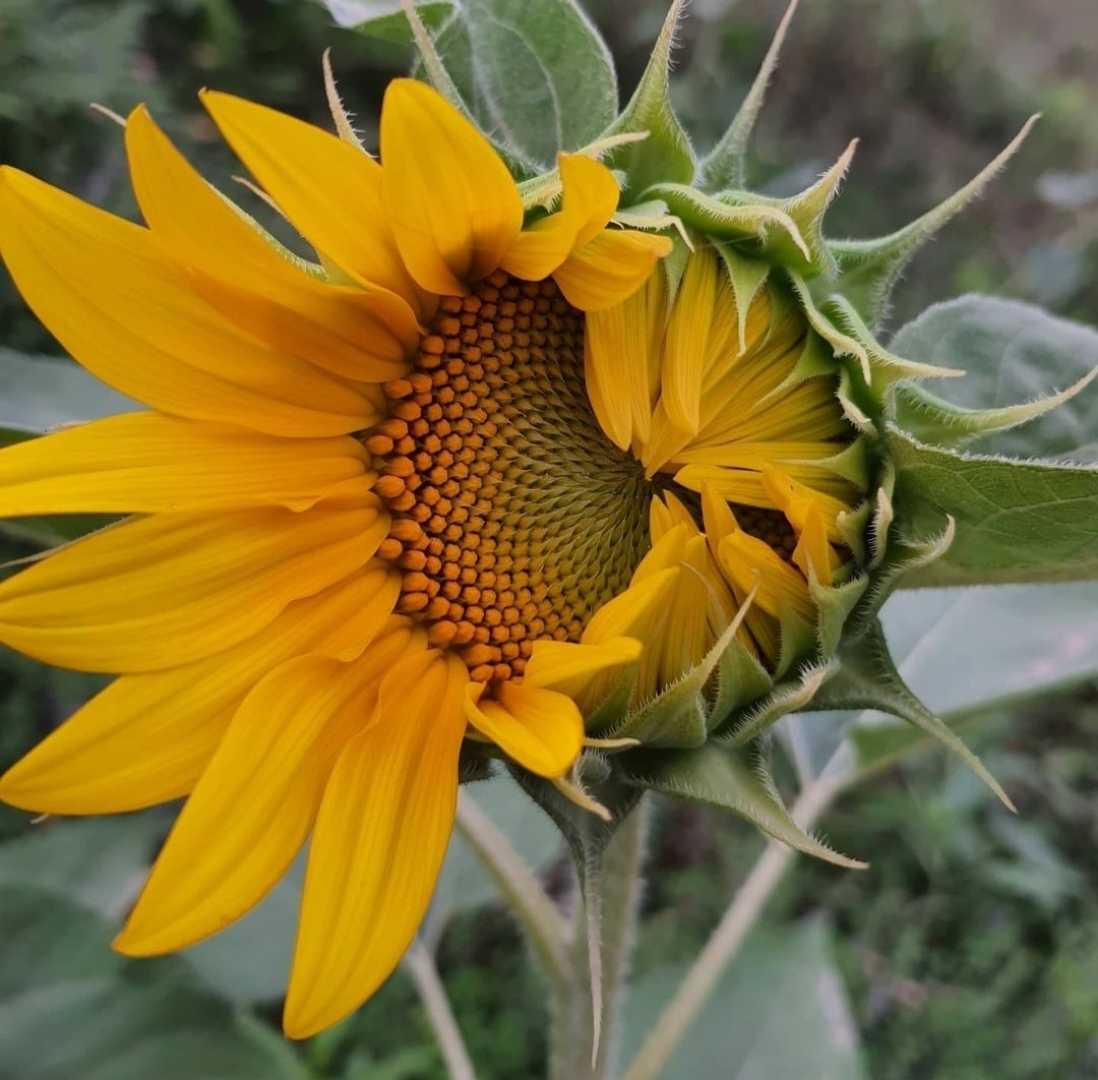 ayçiçeği 🌻