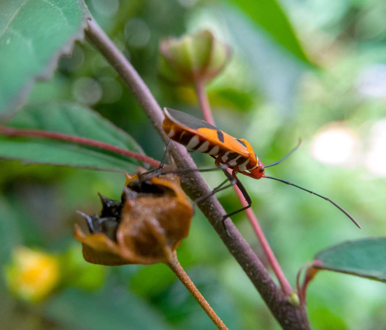 bok bok cong/ Bapak pucung