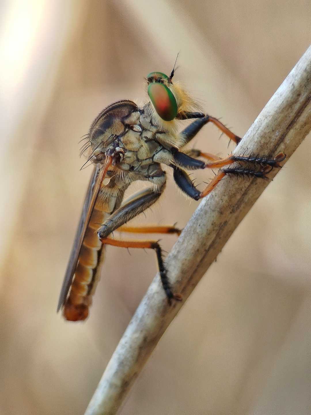 Asilidae🐝