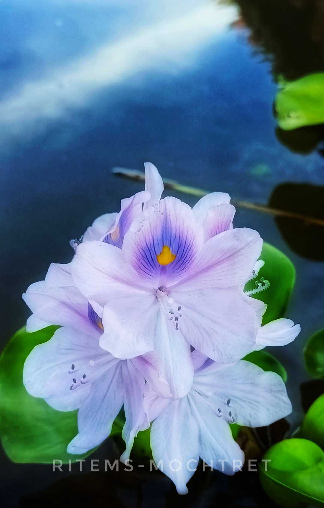 Eceng Gondok Flower 