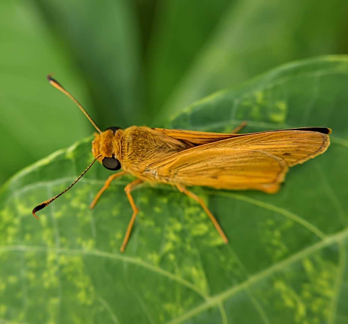 Potanthus omaha