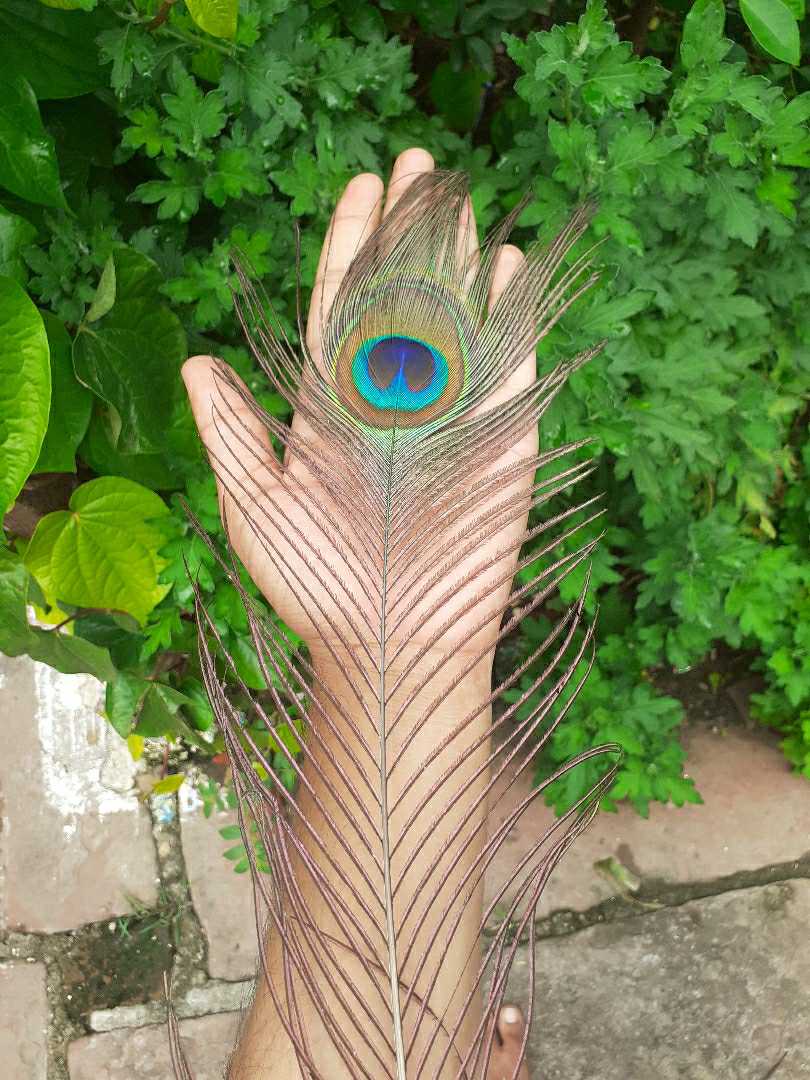 peacocks feather