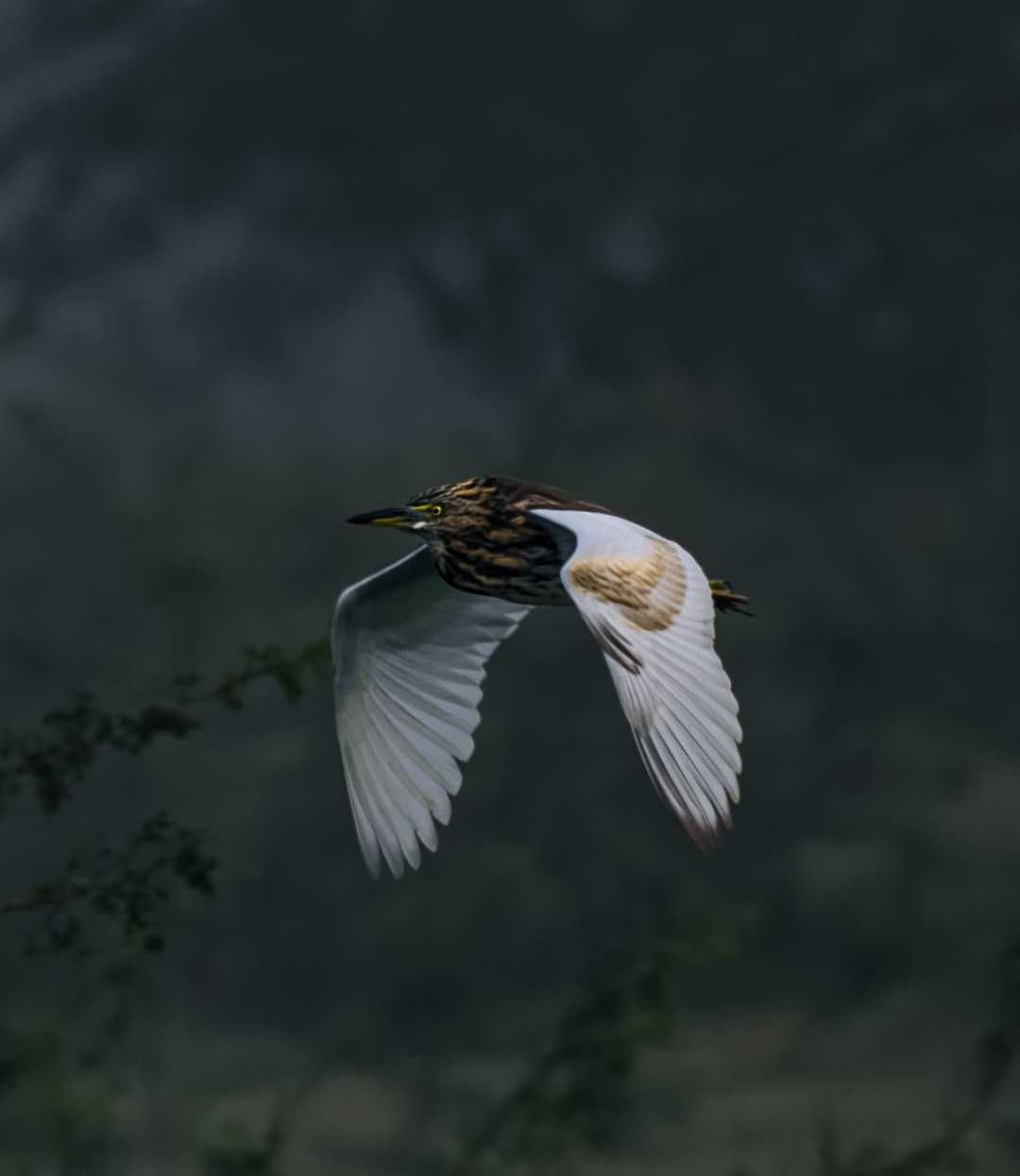 Indian pond heron