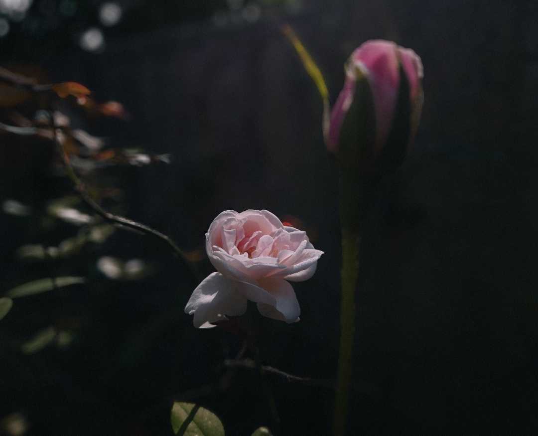 🌼