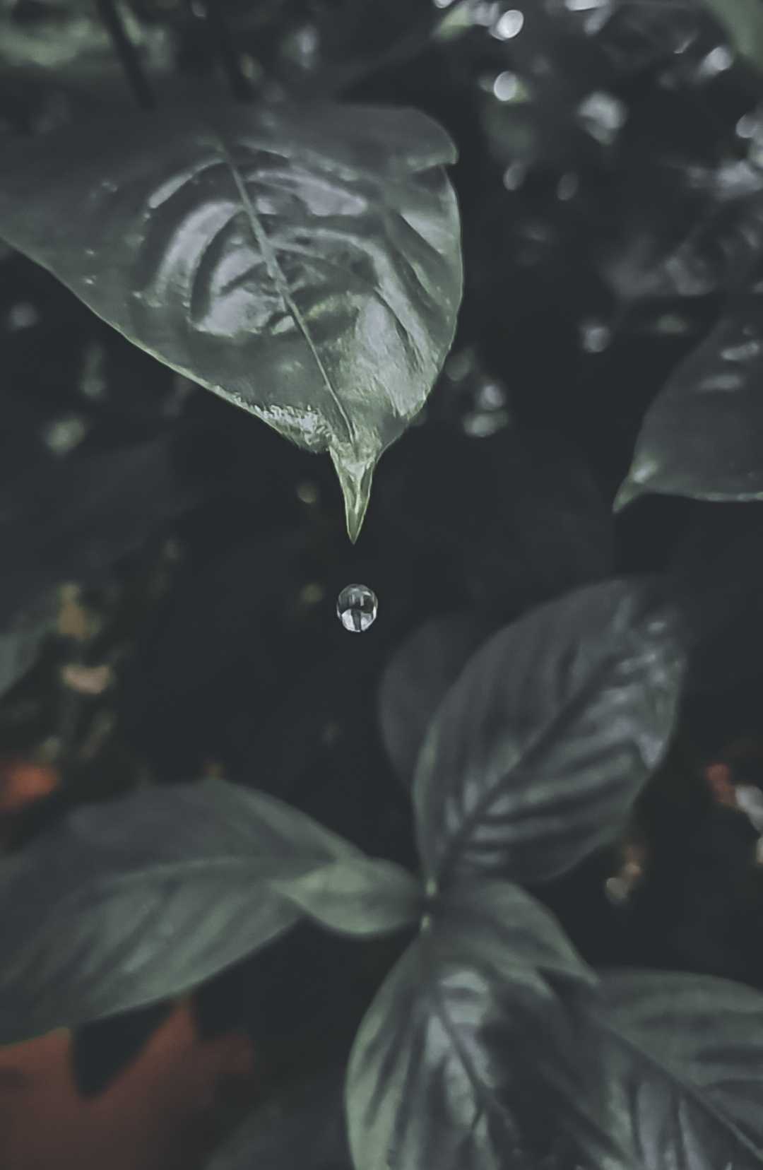 Raindrops 💧💧