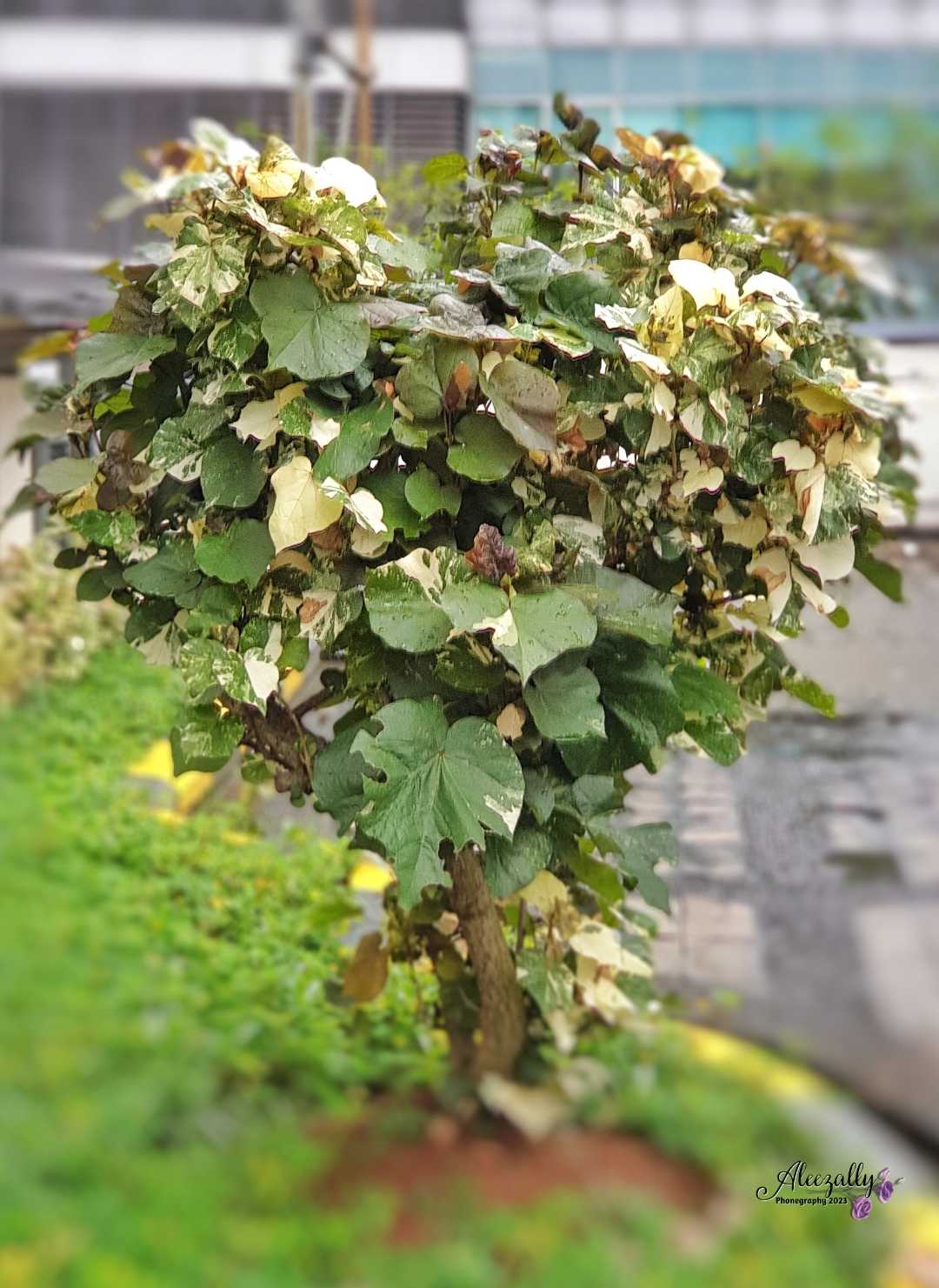 Pohon Waru Variegata