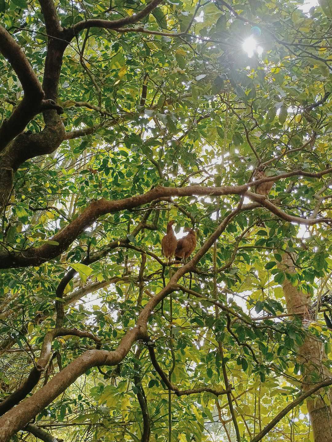 The Native Chicken of the Philippines