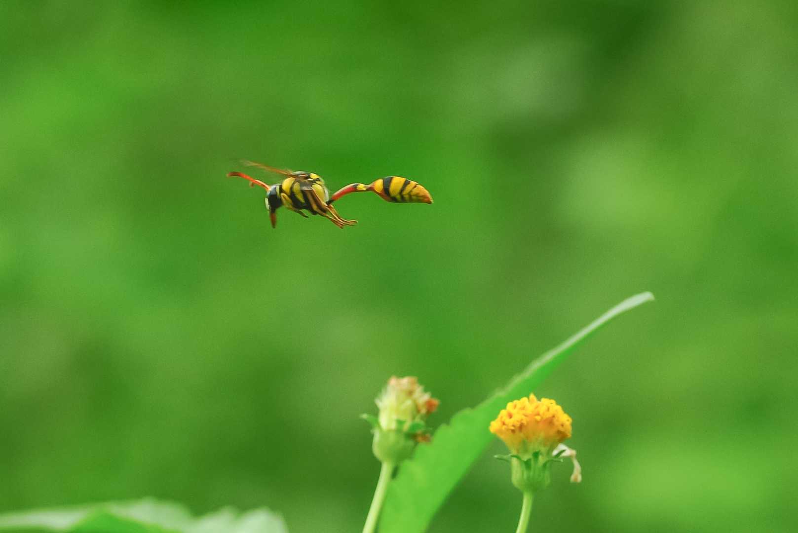 Yellow and black potter Wasp