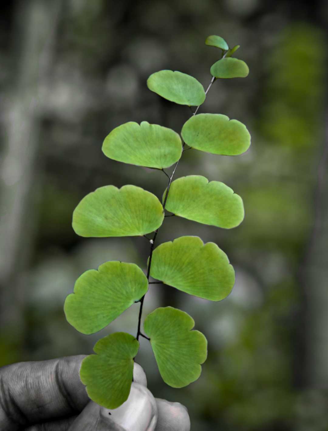 🌿💚