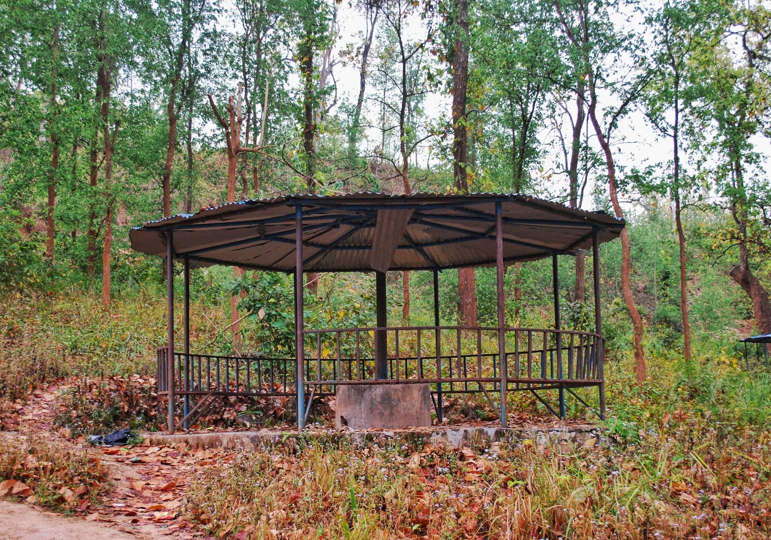 Inside the jungle 
