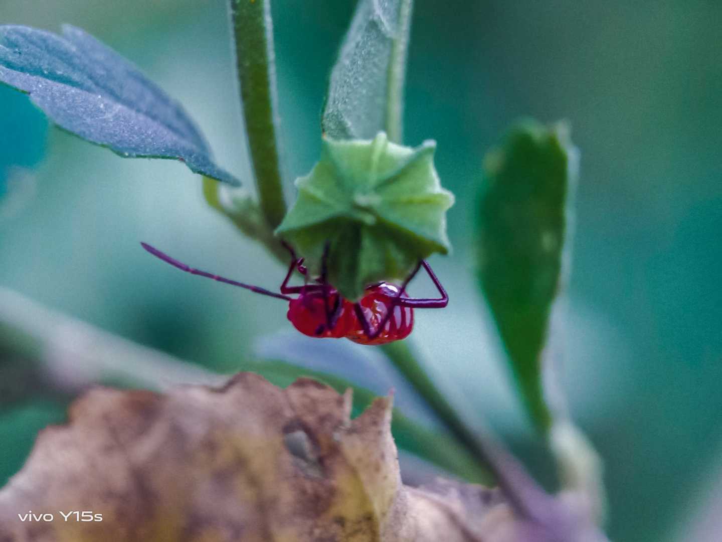 Diactor bilineatus 