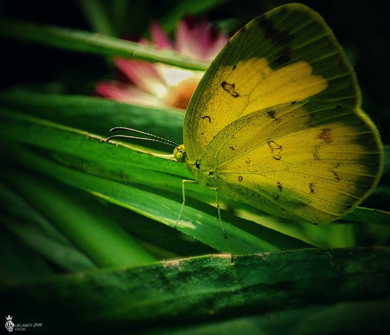 Butterfly 