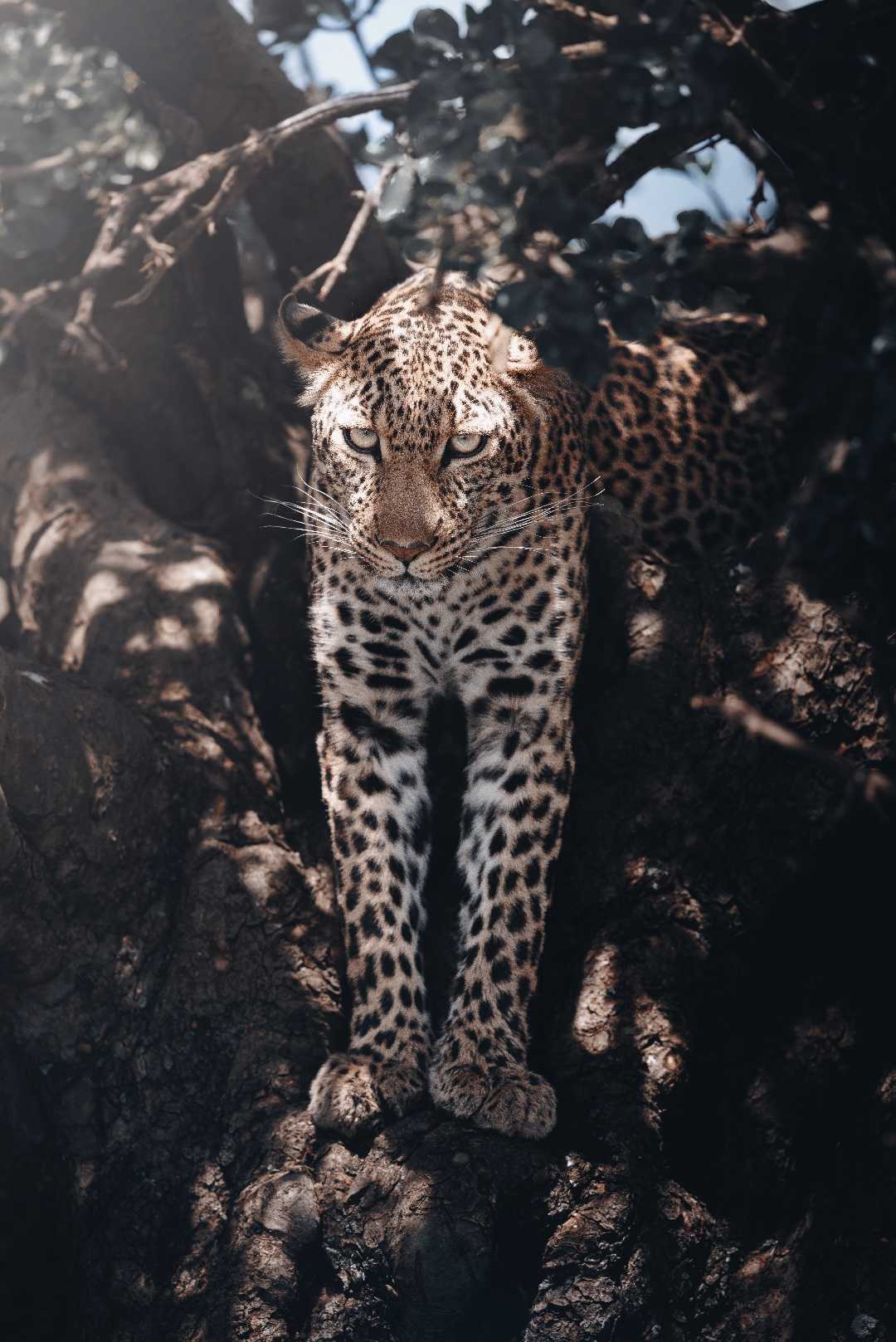 The STARE 👀