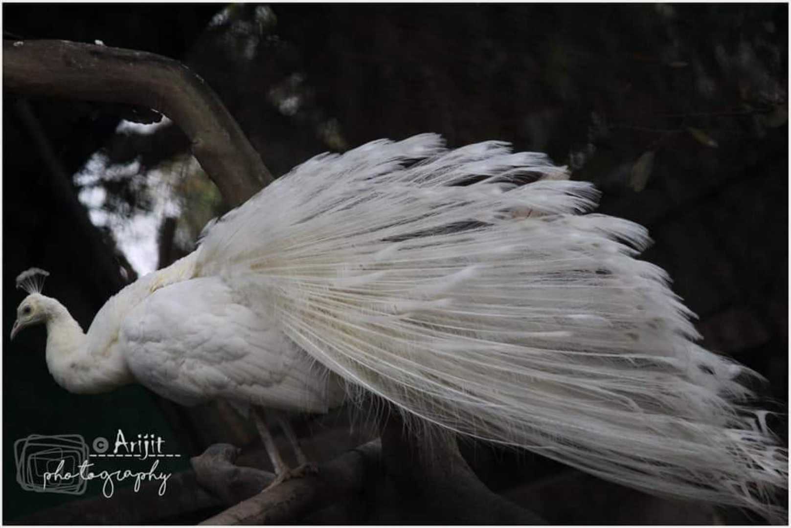 white peacock / arijit2000
