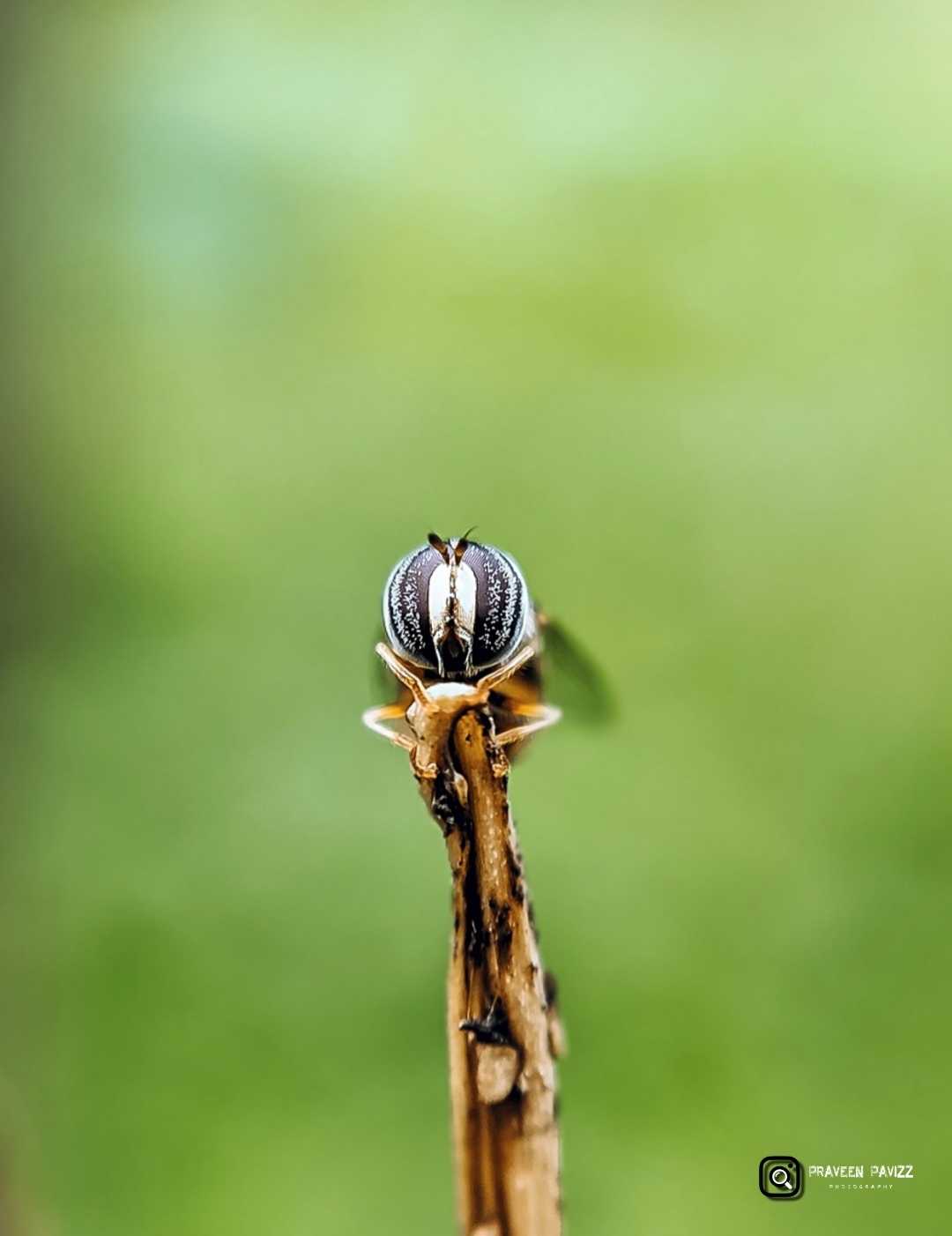 Hoverfly 