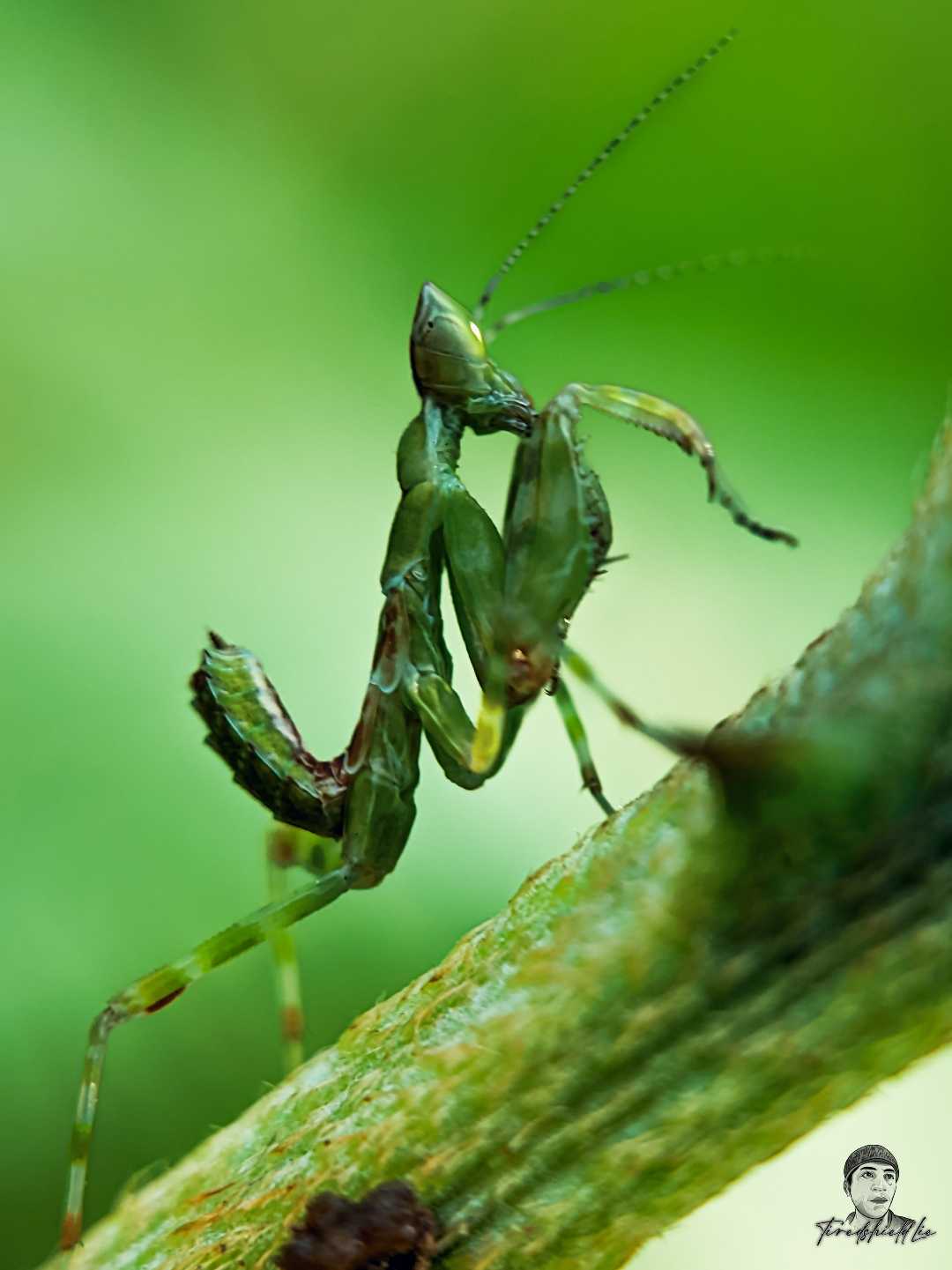 Mantis Walang Kadung
