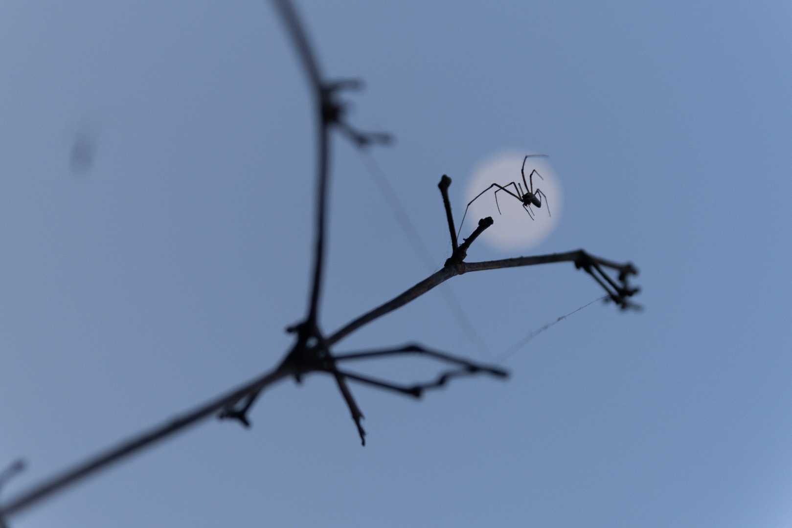 Spider Moon