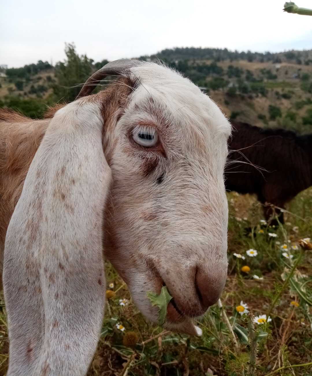 o benim uzun kulaklı keçim
