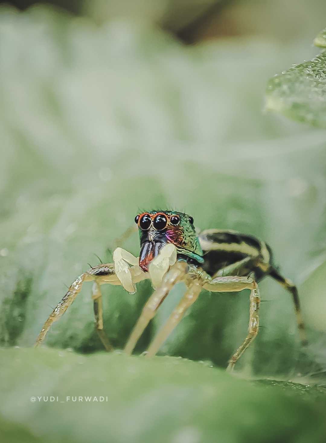 Cosmophasis
