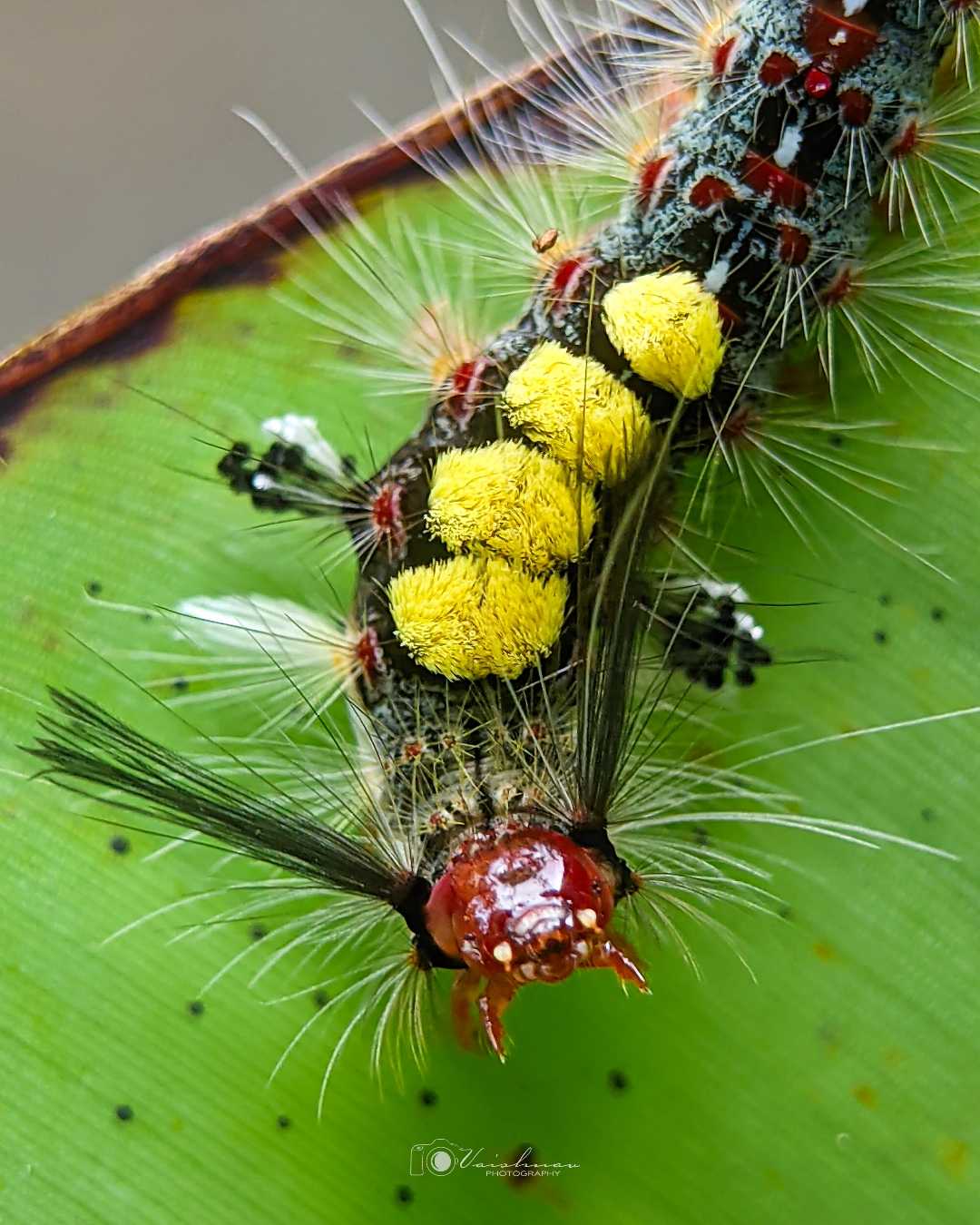 caterpillar of tussock moth 
