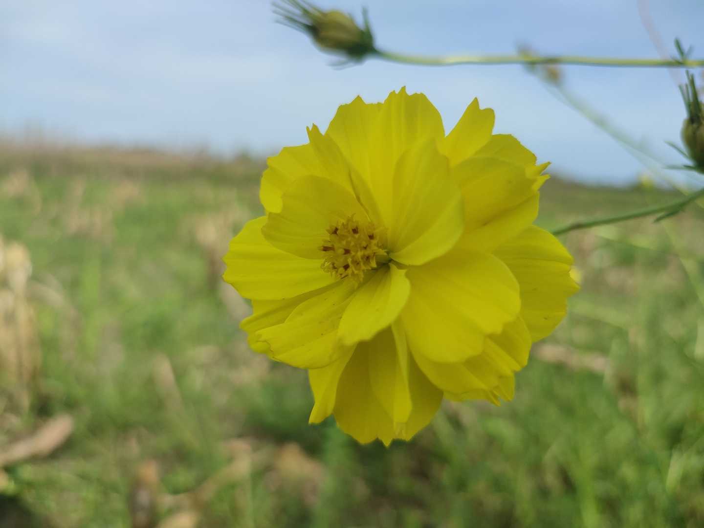 kenikir sulfur