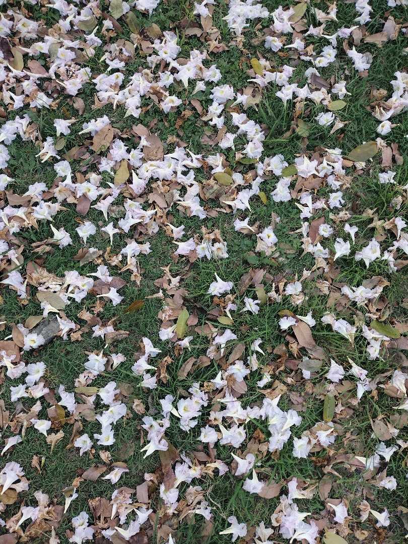 "Primavera" 