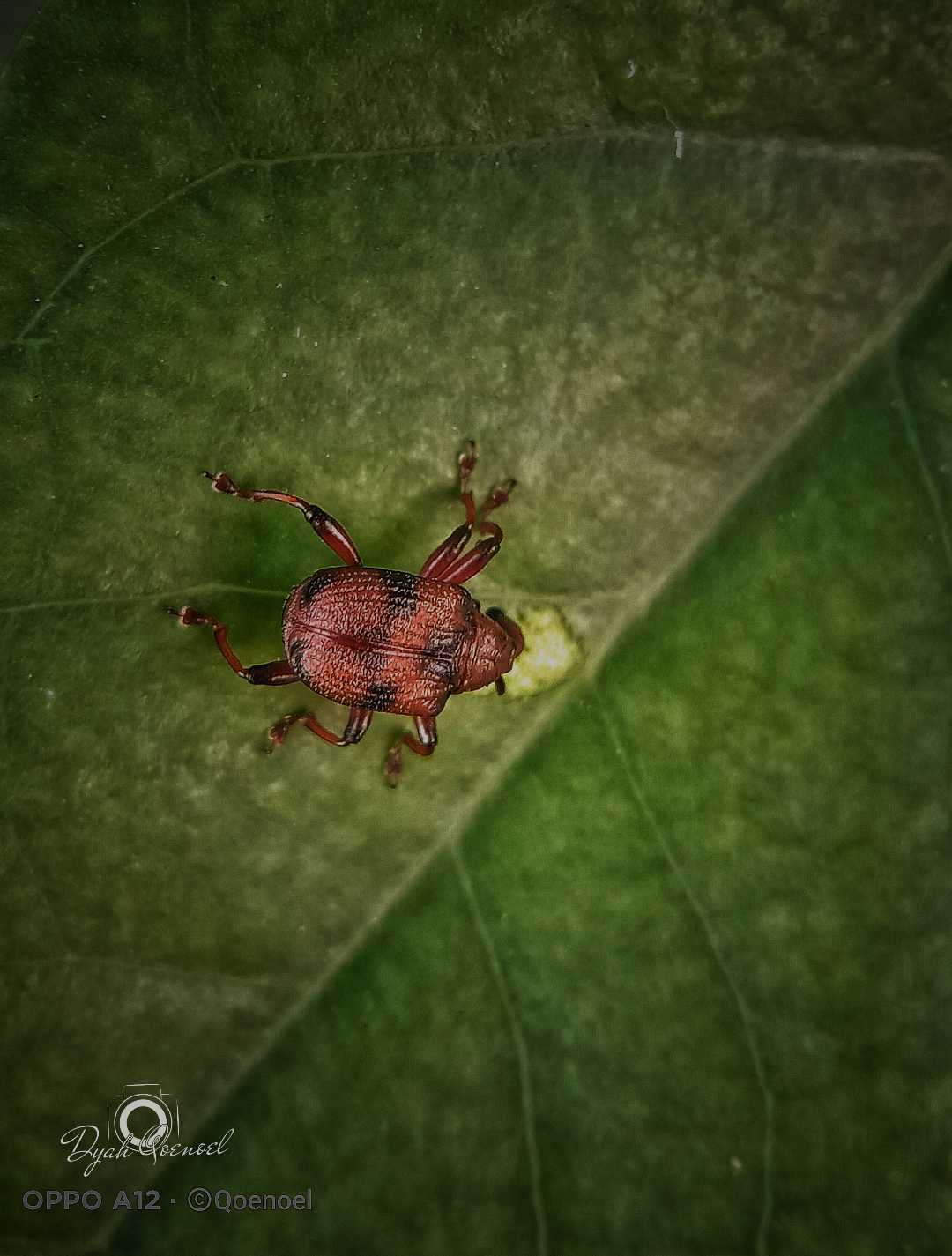 Apoderus Tranquebaricus (Attelabidae)