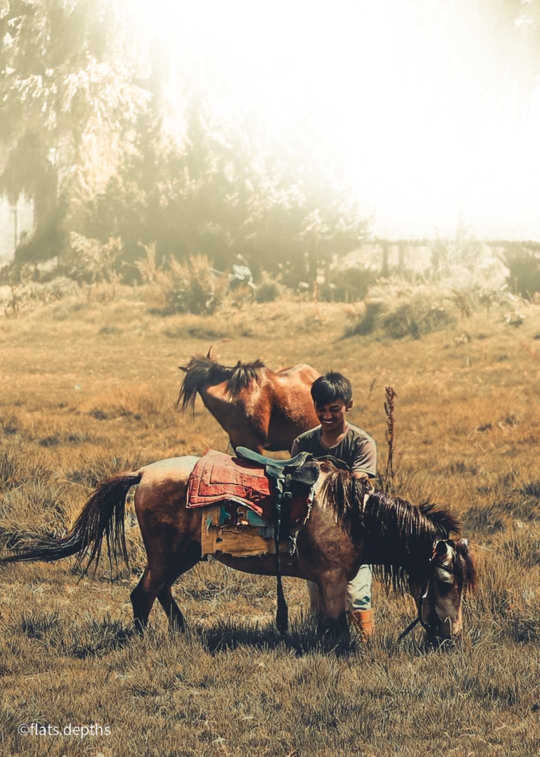 Horse 