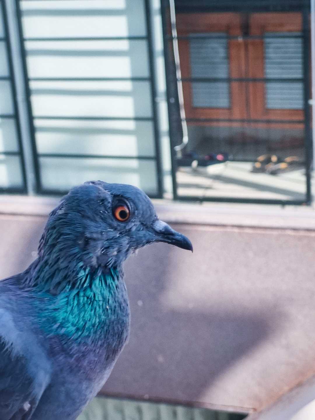 FERAL PIGEON 