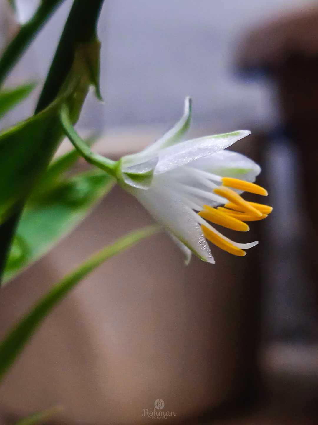 Chlorophytum tuberosum