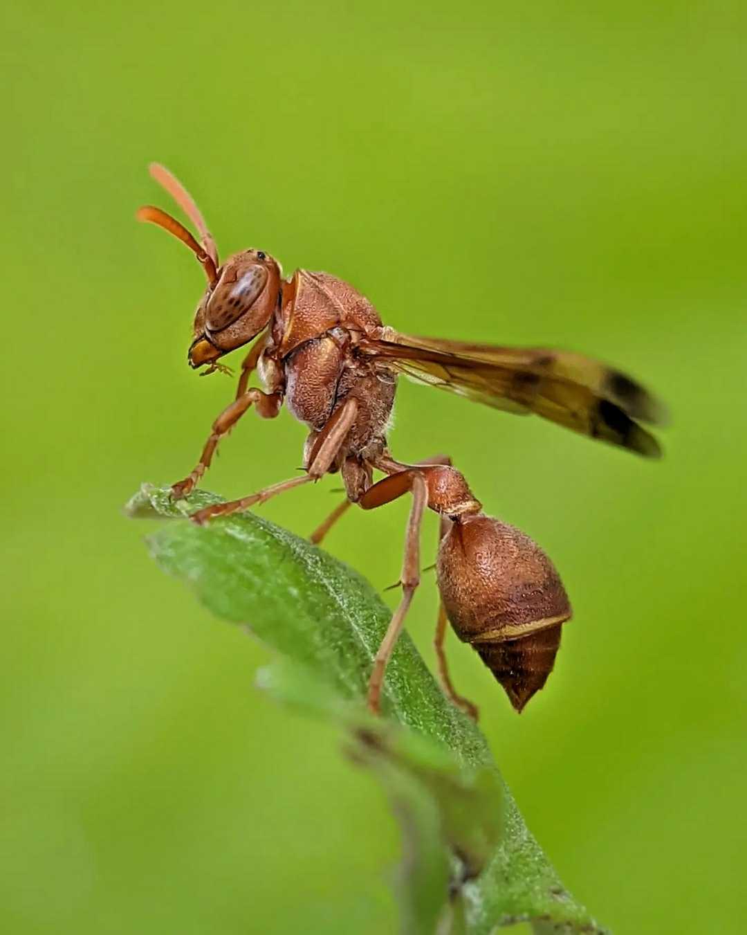 Paper Wasp
