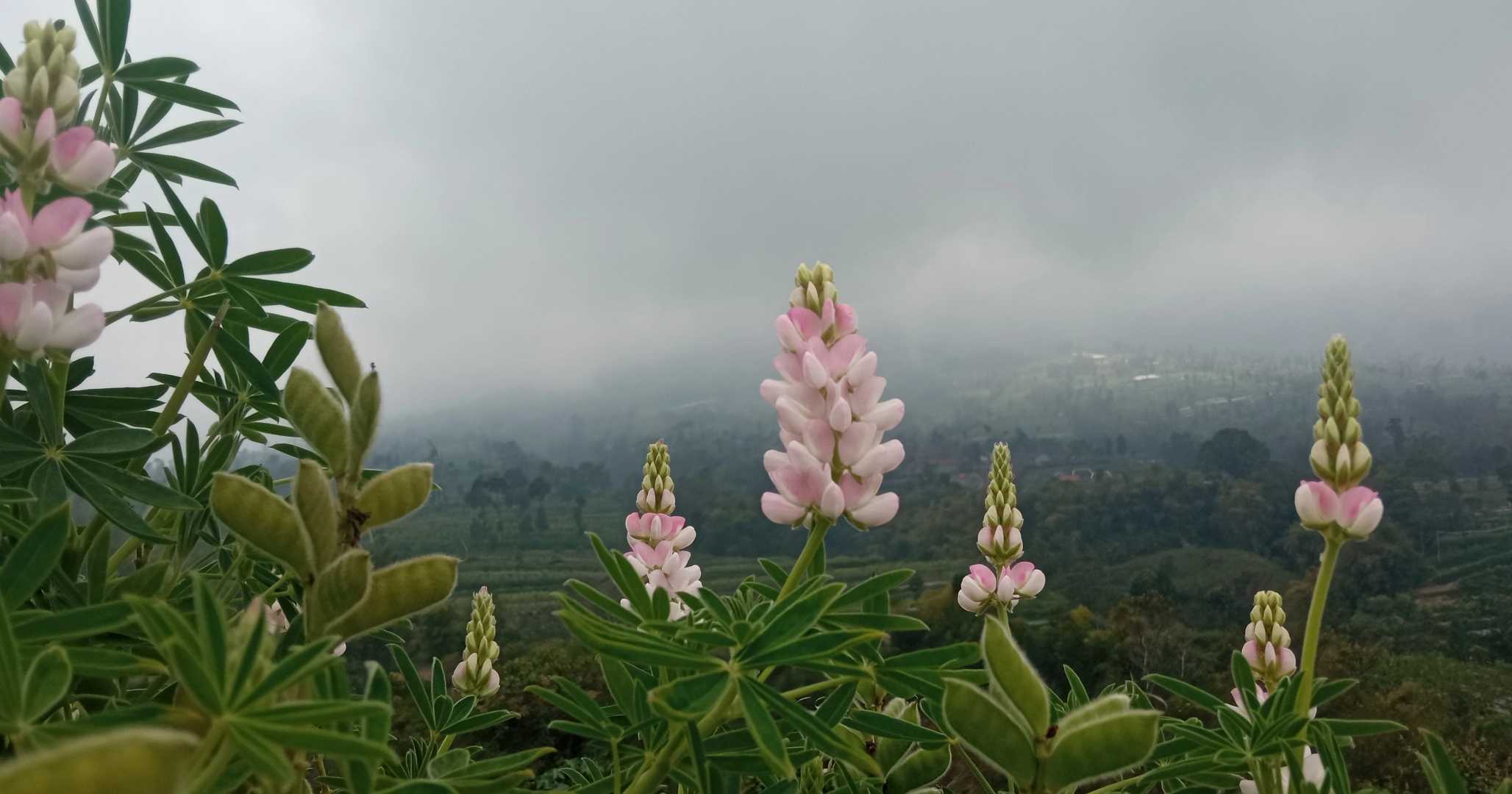 Lupinus Polyphyllus