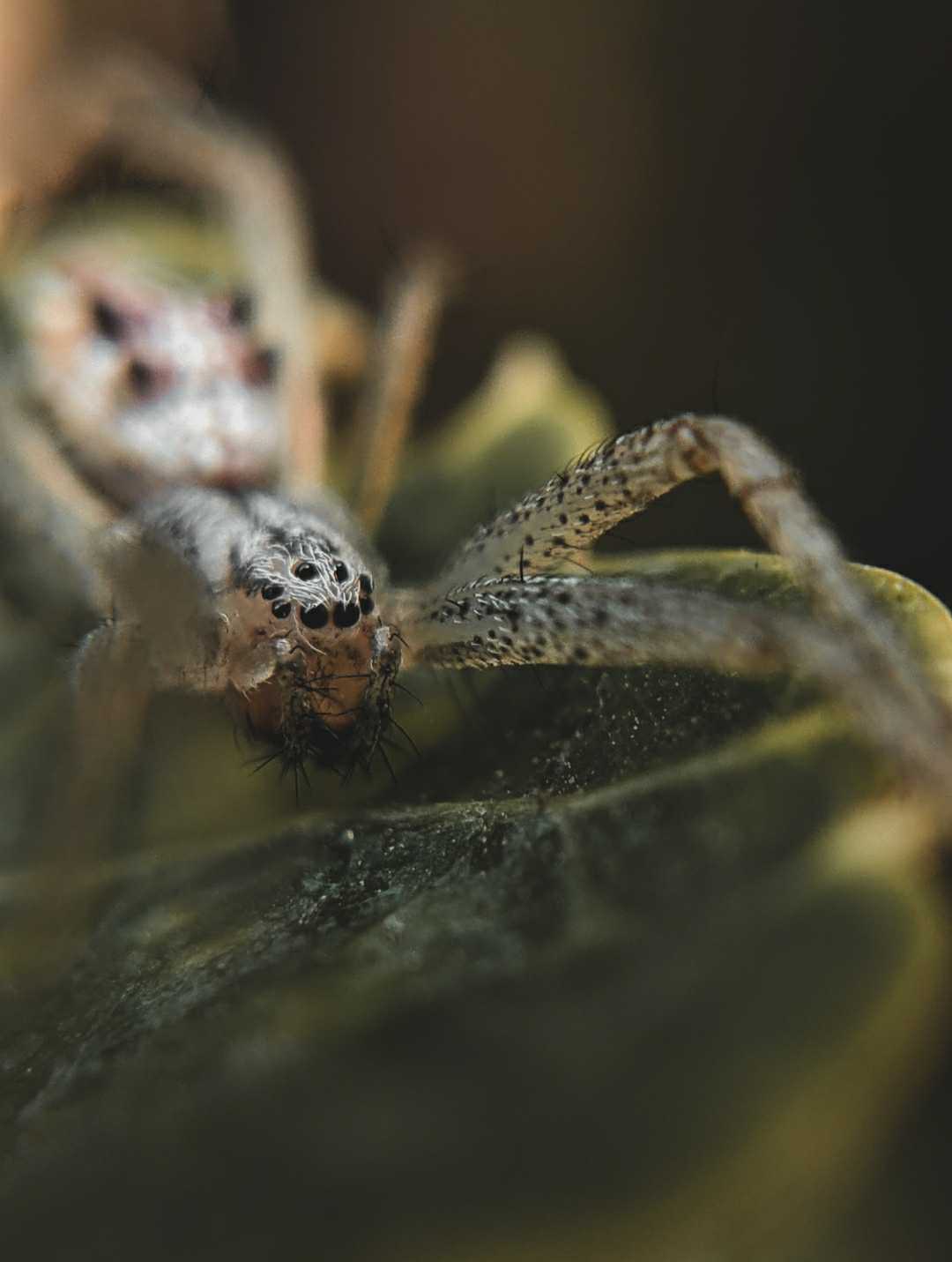 Spider