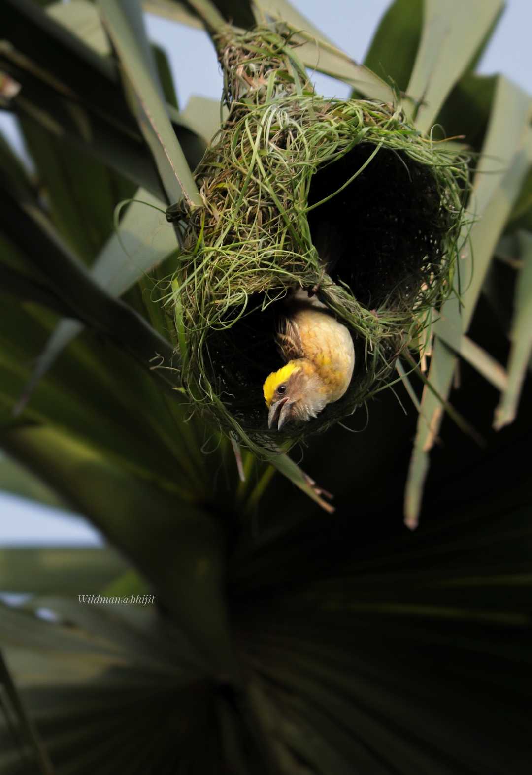 Birds world 