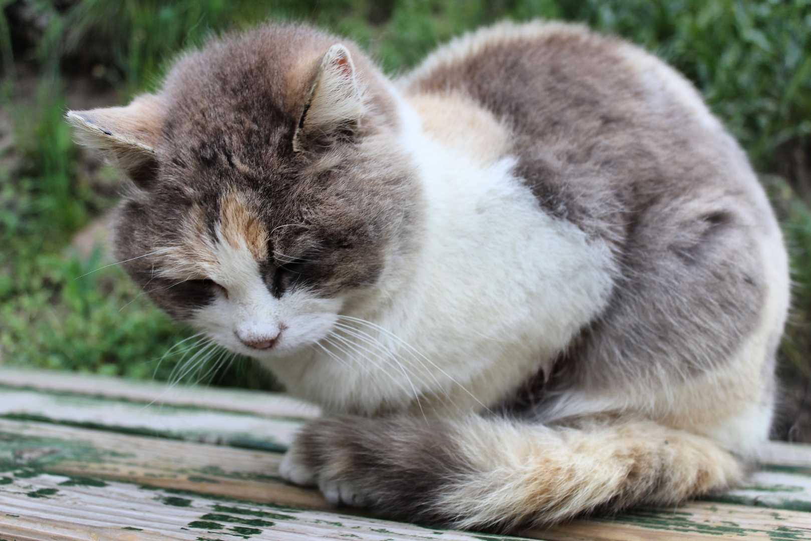 Miskin 🐈