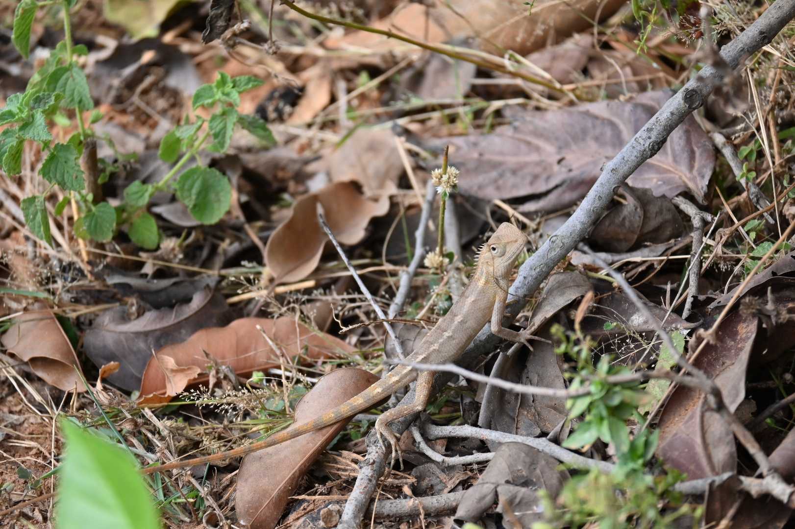 Chameleon