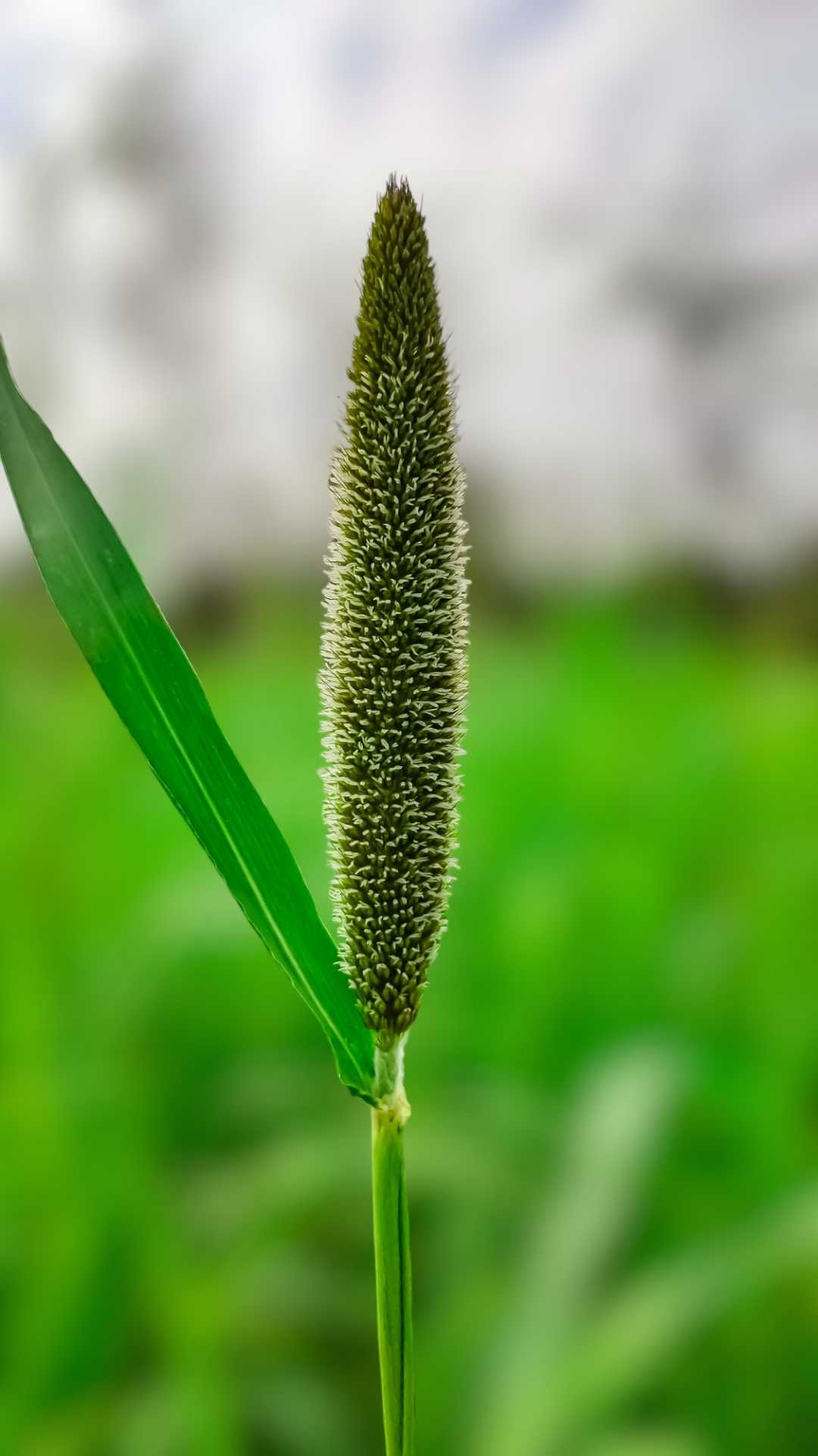 Millet Plant 🌾💚