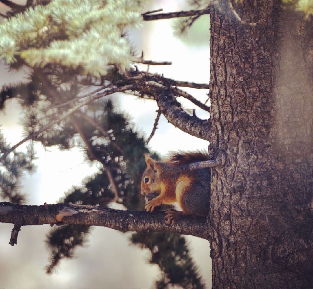 Squirrel🐿️🧡