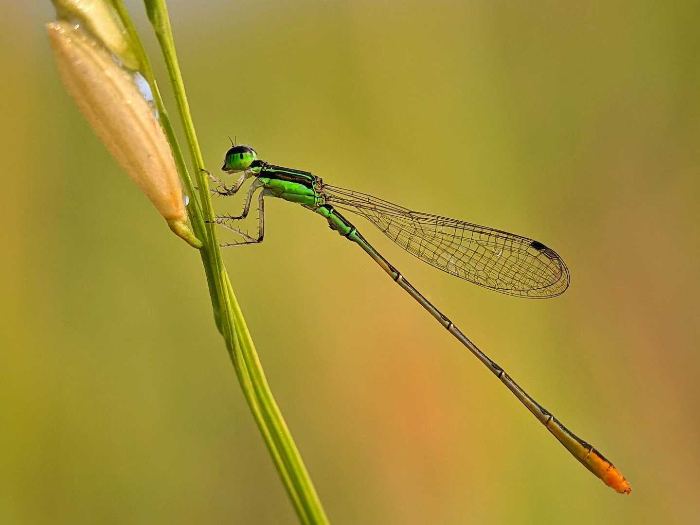 Damesfly