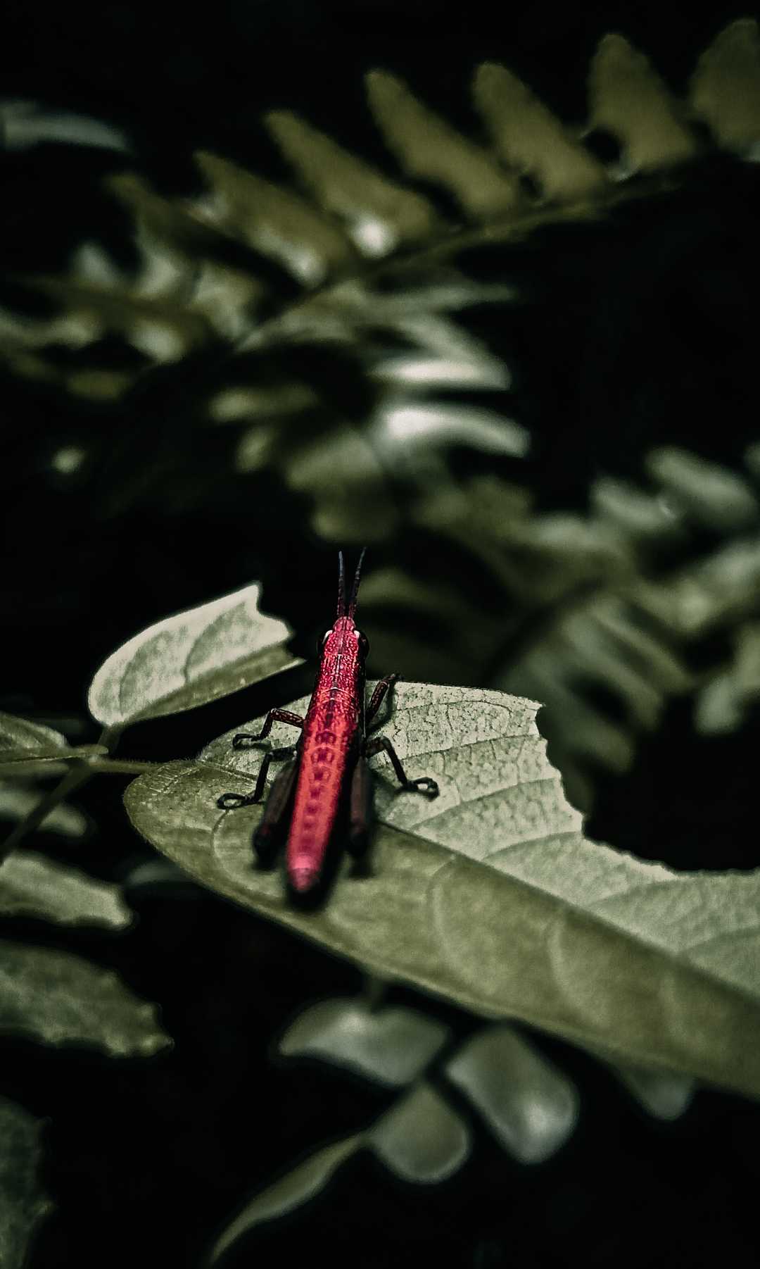 🦗